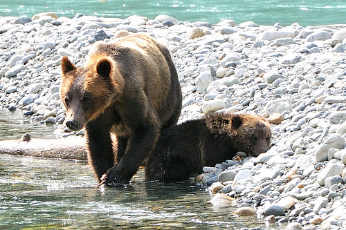 grizzlybear orfordriver nikond3s buteinletbc homalcofirstnations campbellriverwhalewatchtour