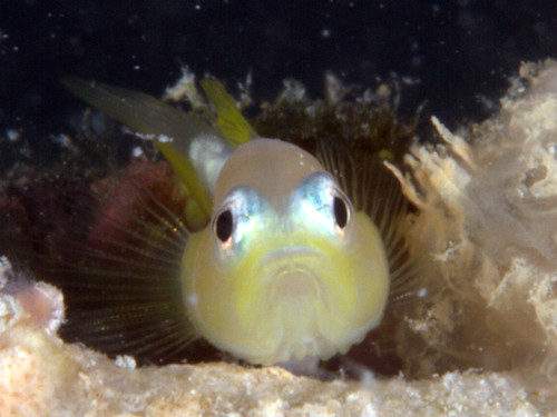 ナカモトイロワケハゼモドキ
