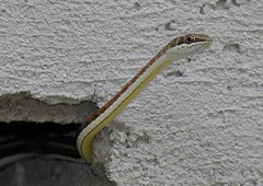 Stripe-bellied Sand Snake
