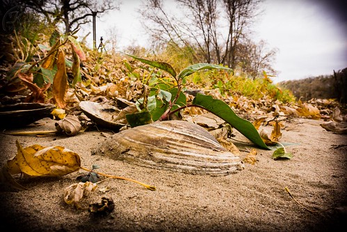 autumn trees brown shells green fall beach leaves clouds river mississippi landscape dead leaf sand flickr cloudy sandy shell bank clam vignette facebook lowangle