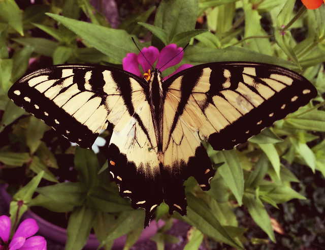 Male Eastern Tiger Swallowtail Butterfly