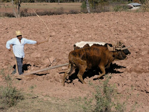 people latinamerica animals mexico landscapes flickr cows oaxaca gps mammals 2007 mex sanpedrotidaa