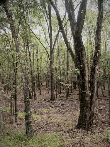 tree rural forest texas peaceful olympus mineolatx mineolanaturepreserve gtowneric e620 ericwhodel