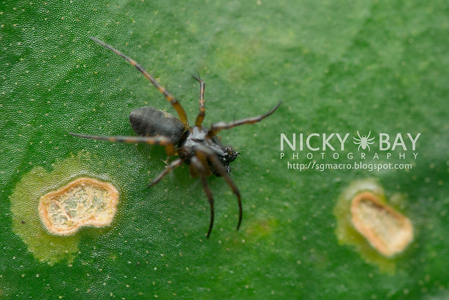 Orb Weaver Spider (Araneidae) - DSC_6080