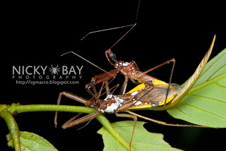 Assassin Bug (Reduviidae) - DSC_3986