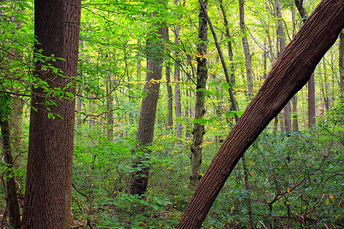 autumn trees nature forest hiking pennsylvania creativecommons deciduous lancastercounty mountainlaurel lancastercountyconservancy welshmountain temperatedeciduousforest welshmountainnaturepreserve