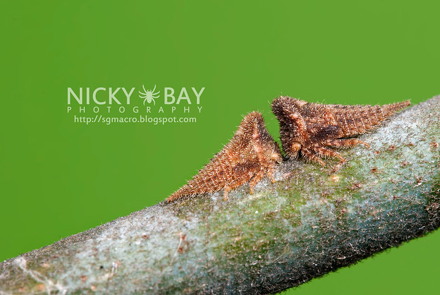 Thorn-Mimic Treehoppers (Membracidae) - DSC_6719