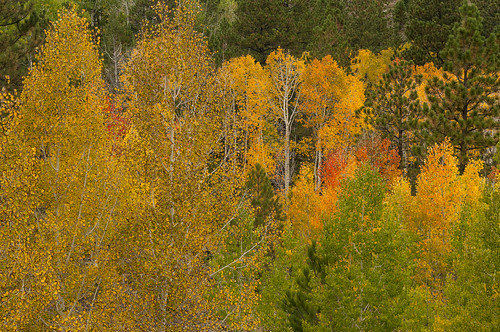 autumn trees usa color tree forest utah nikon united herbst national states aspen wald bäume dixie baum d300 herbstfarben