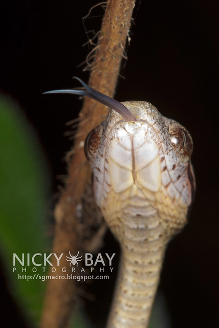 Dog-Toothed Cat Snake (Boiga cynodon) - DSC_2102