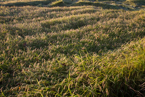 españa río sunrise spain october rice dusk harvest coto murcia amanecer cosecha octubre arroz segura siega arrocero calasparra
