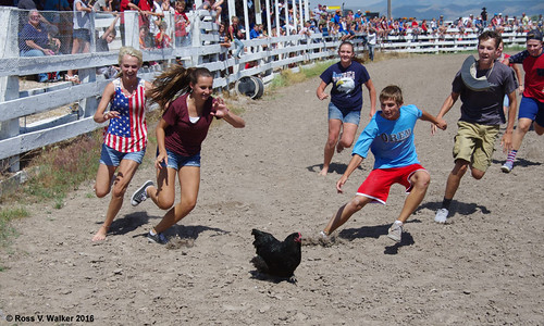 chickenchase chicken youth rodeo 4thofjuly independenceday paris idaho