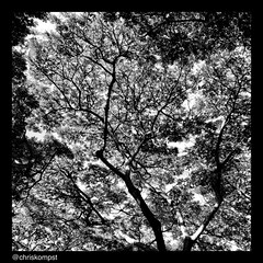 Black and white tree pattern
