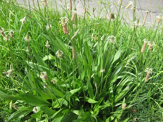 common plantain (Plantago lanceolata)