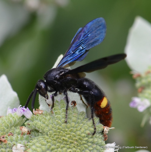 Scolia dubia, Blue-winged Digger Wasp, on Pycnanthemum, Mountain-Mint