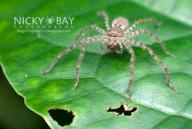 Huntsman Spider (Sparassidae) - DSC_7128