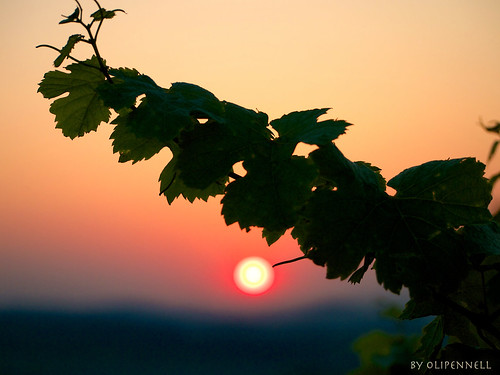 sunset vineyard sonnenuntergang weinberg neckartal reisach löwenstein