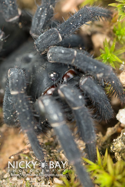 Black Armoured Trapdoor Spider (Liphistius malayanus) - DSC_6191