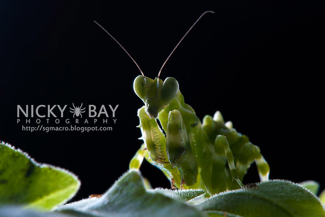 Banded Flower Mantis (Theopropus elegans) - DSC_3616