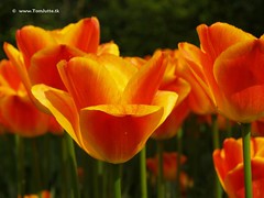 Dutch Tulips, Keukenhof Gardends, Holland - 0738
