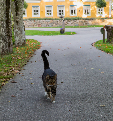 grimsnäs småland katt kronobergslän sweden cat djur däggdjur