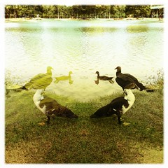 Duck, duck, vulture