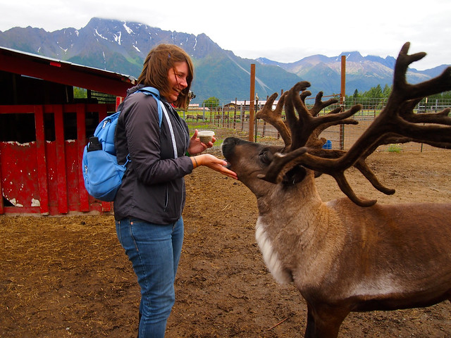 Reindeer, Alaska