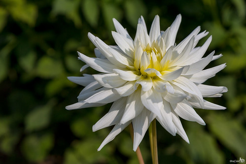 dahlia white flower holland macro closeup canon star nederland thenetherlands wit overijssel bloem ster vollenhove canonef24105mm bracom canoneos5dmkiii bramvanbroekhoven
