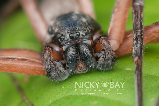 Huntsman Spider (Sparassidae) - DSC_4337