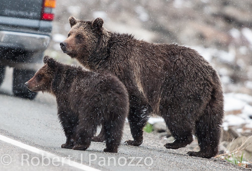 bear cub yellowstonenationalpark yellowstone grizzly grizz grizzlybear naturesgallery thenaturesgreenpeace mothernaturesgreenearth ynetbf