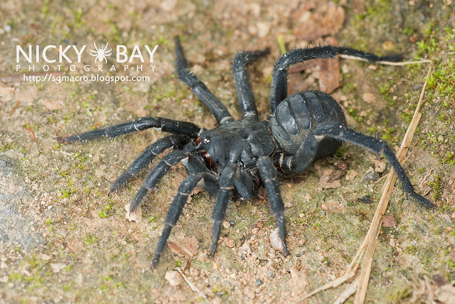 Black Armoured Trapdoor Spider (Liphistius malayanus) - DSC_6213