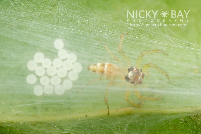 Jumping Spider (Bavia aericeps) - DSC_6092