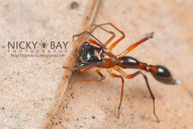 Kerrengga Ant-Like Jumper (Myrmarachne plataleoides) - DSC_8510