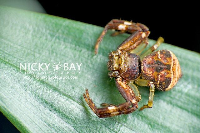 Crab Spider (Thomisidae) - DSC_5053