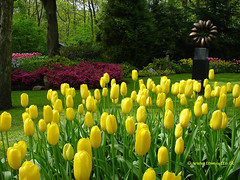 Dutch Tulips, Keukenhof Gardens, Holland - 3932