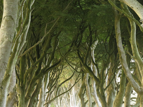 The narrow road through an avenue of ancient beech trees, Dark Hedges in Ireland, UK is now famous for being featured on the Game of Thrones