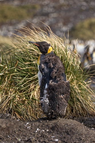 fuglavernd kingpenguin aptenodytespatagonicus