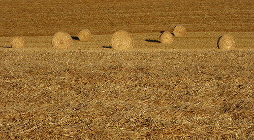 campagne nature countryside france charente frenchcountryside champs fields été summer countrysideinsummer summertime summercountryside létéàlacampagne agriculture paille straw ballotsdepaille ballotsdepailleronds