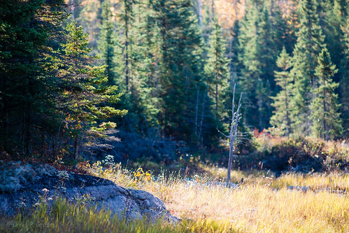 trees ontario canada pine forest general outdoor places genevalake sudburyunorganizednorthpart
