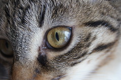 Kitten's eye