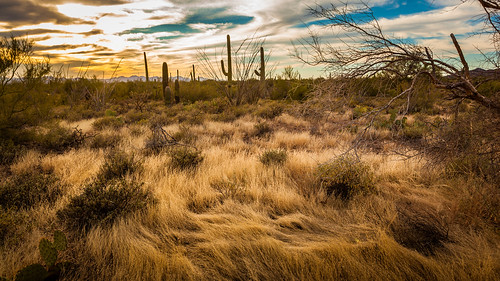 blue sunset wallpaper arizona cactus sky orange cloud brown mountain mountains grass yellow clouds cacti desert tucson cloudy background az wallpapers saguaro