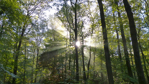 trees light forest soleil lumière arbres paysage forêt domaniale allogny vanaspati1