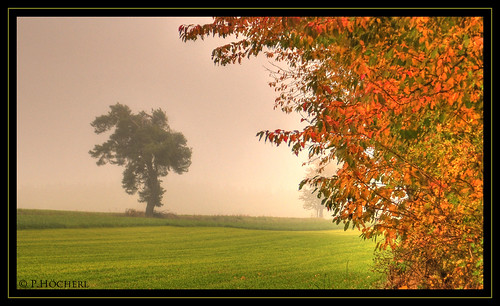 autumn tree leaves nikon herbst tamron blätter baum hdr 2012 d300