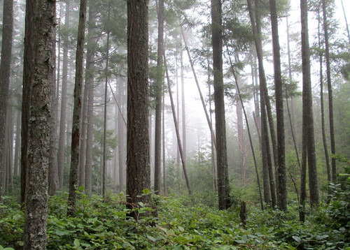 tree fog forest banner kitsapcounty