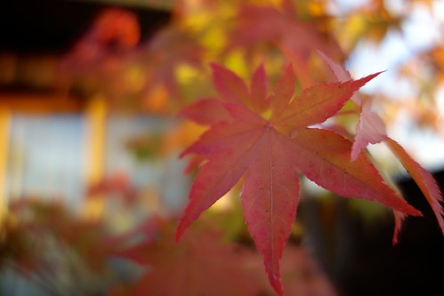 autumn red leave japan sunrise