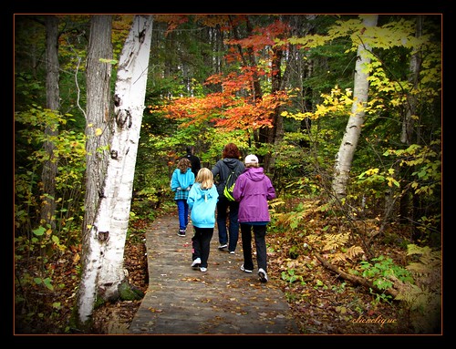 family trees color fall nature leaves maple hiking falling trail boardwalk birch travelpilgrems