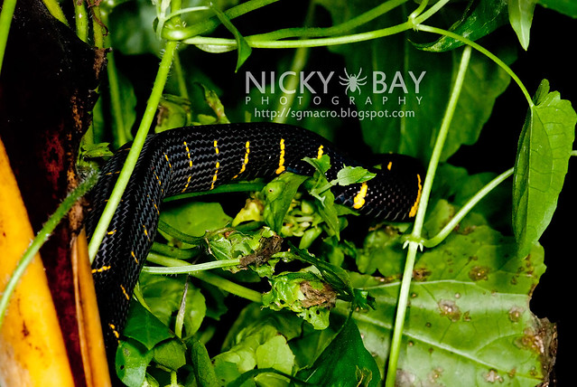 Gold-ringed Cat Snake (Boiga dendrophila) - DSC_9437