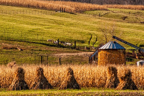 fall rural corn shocks farm harvest iowa amish