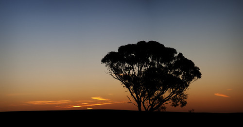 sunset sky cloud colour tree silhouette australia vic ninda baileysrd baileysrdnindavic3533australia