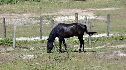 travel brazil horse southamerica animal brasil cavalo americadosul garanhão