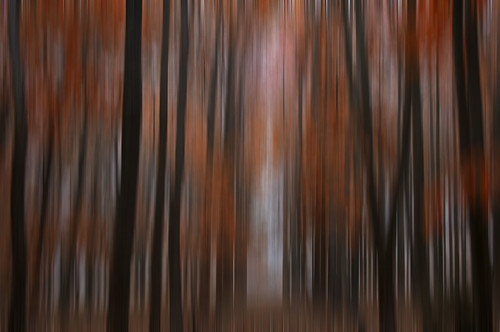 morning autumn trees abstract fall nature landscape illinois nikon midwest foggy motionblur 2012 postprocessing coth supershot silverlakepark damniwishidtakenthat d800e